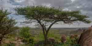 Somalia